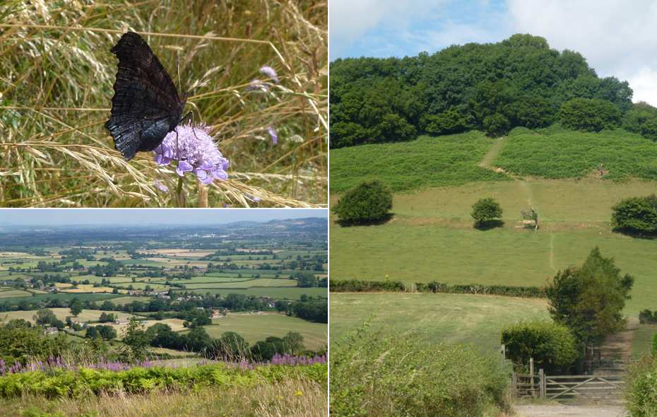 Cotswold Flora
